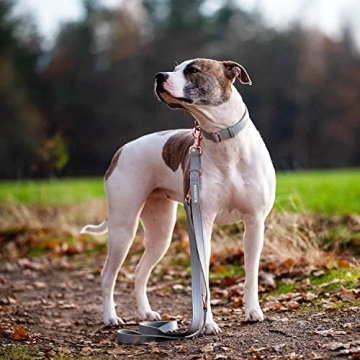 Soft Leather Dog Collar and Leash Set for Stylish Training