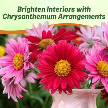 Chrysanthemum Robinson's Flower Seed Mix - 5000 Seeds