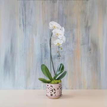 HERDUK Ceramic Orchid Pot, Orchid Pots with Drainage Holes & Saucer 6.5 Inch,Orchid Pot for Repotting Indoor, Orchid Containers with Precise Aeration & Drainage