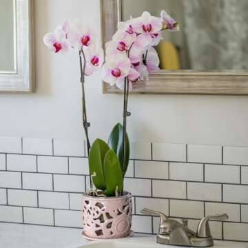 HERDUK Ceramic Orchid Pot, Orchid Pots with Drainage Holes & Saucer 6.5 Inch,Orchid Pot for Repotting Indoor, Orchid Containers with Precise Aeration & Drainage