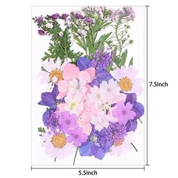 Aunifun Real Dried Pressed Flowers, Nature Dried Flowers Assorted Colorful Daisies for Art Craft DIY...