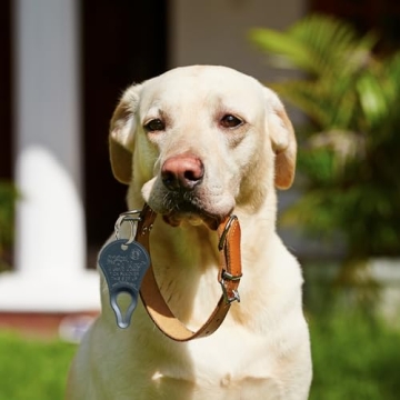 Tick Key - Best Portable Tick Removal Tool for Pets