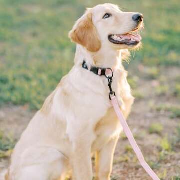 Voyager Reflective Dog Leash with Neoprene Handle, 5ft Long, Supports Small, Medium, and Large Breed Puppies, Cute and Heavy Duty for Walking, Running, and Training - Pink (Leash), M