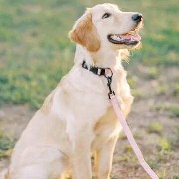 Voyager Reflective Dog Leash with Neoprene Handle, 5ft Long, Supports Small, Medium, and Large Breed Puppies, Cute and Heavy Duty for Walking, Running, and Training - Pink (Leash), M