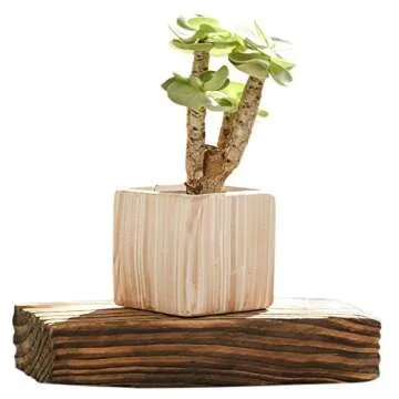 winemana 6 Pcs Set 3 Inch Ceramic Succulent Plant Pot, Wooden Pattern Succulent Planter Container Bonsai Cactus Pots