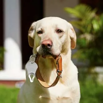 The Original Tick Key - Effective Tick Removal Tool