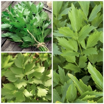 Seed Needs Lovage Seeds - Organic Herb Garden Seeds