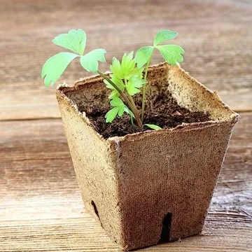 Seed Needs Lovage Seeds - Organic Herb Garden Seeds