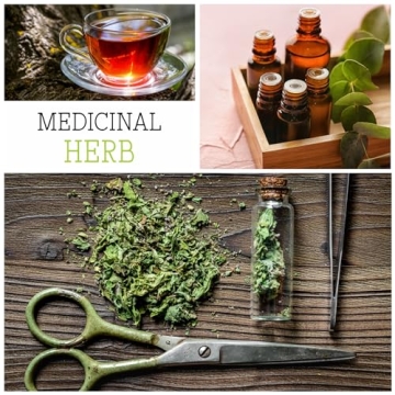 Seed Needs Lovage Seeds - Organic Herb Garden Seeds