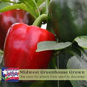 Clovers Garden King Arthur Bell Peppers - Two Live Plants