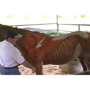 Equine Massage for Performance Horses DVD: Transformative Techniques for Your Horse