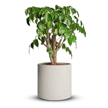 Mozing Cement Plant Pots Indoor - 12 inch Concrete Planter Pot for Planting - Modern Stone Clay Flow...