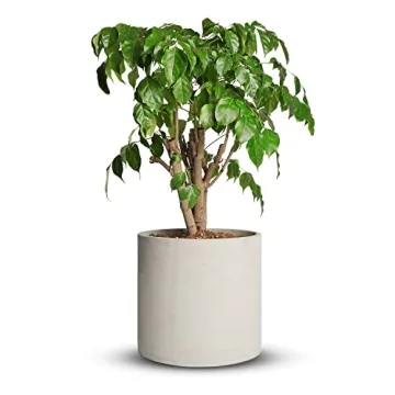 Mozing Cement Plant Pots Indoor - 12 inch Concrete Planter Pot for Planting - Modern Stone Clay Flow...