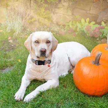 Cute Autumn Dog Collar for All Sizes with Quick Release