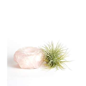 Live Air Plant with Rose Quartz Holder for Home Decor