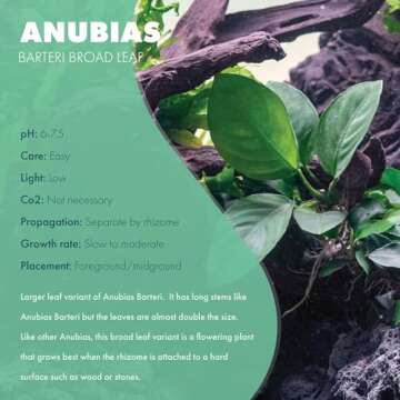 SubstrateSource Anubias Live Aquarium Plants - Potted Freshwater Plant for Fish Tanks, Terrariums - ...