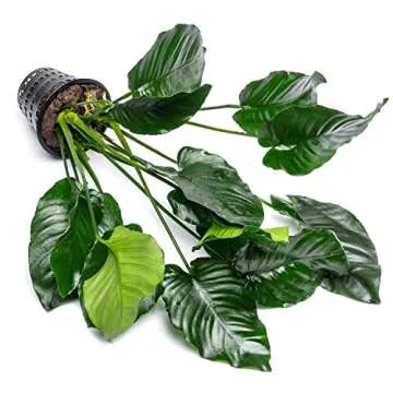 SubstrateSource Anubias Live Aquarium Plants - Potted Freshwater Plant for Fish Tanks, Terrariums - Beginner Friendly Low Light (Barteri Broad Leaf, Mother Plant)