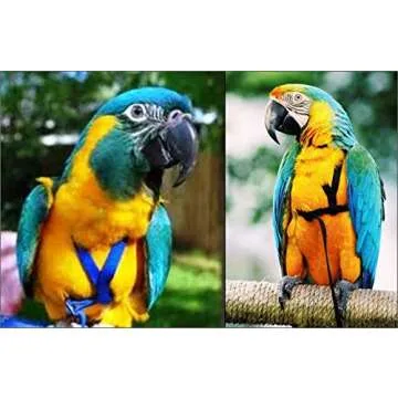The AVIATOR Pet Bird Harness and Leash: Large Blue