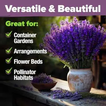 HOME GROWN Premium English Lavender Seeds 2 Pack, 3000 Non-GMO Herb Seeds, USA-Sourced Wildflower Seed for Planting Indoor/Outdoor, High Germination, Plant Flower Seeds (Lavandula antustifolia)