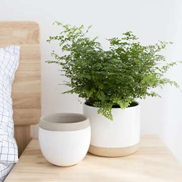 LA JOLIE MUSE White Ceramic Flower Plant Pots - 6.5 + 4.9 Inch Indoor Planters, Plant Containers with Beige and Cracked Detailing