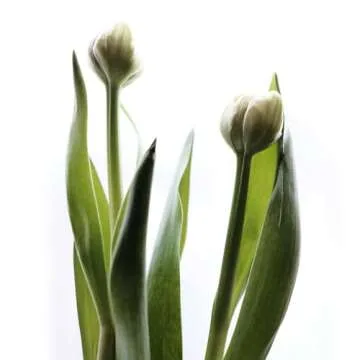 FUJIFILM X Replacement Lens 16mm F2.8 Compact and Durable