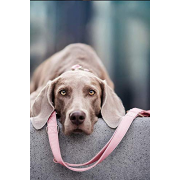 Stylish Soft Leather Dog Collar & Leash Set for All Breeds