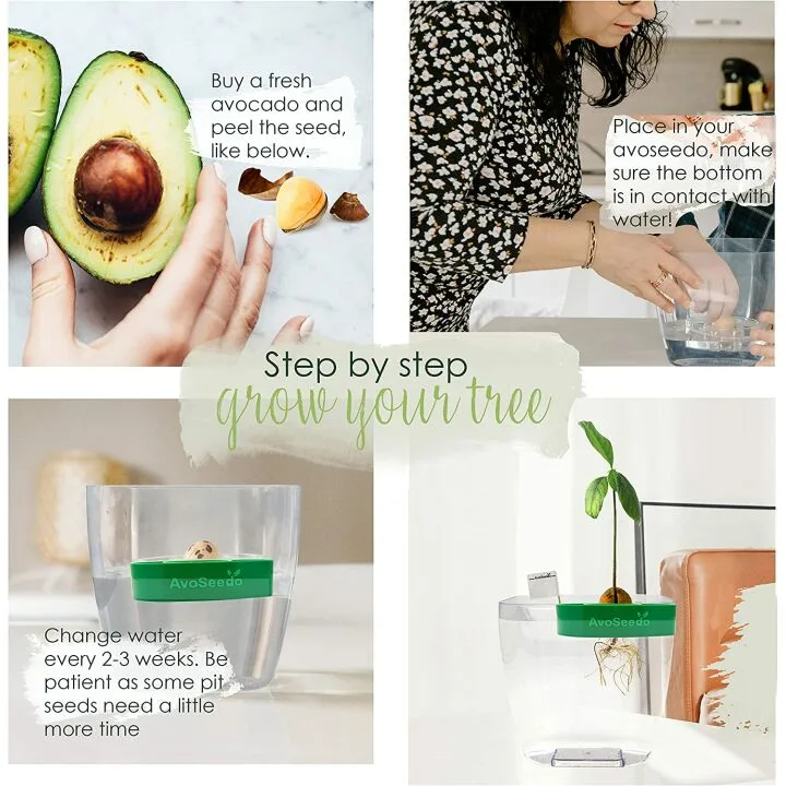 AvoSeedo Avocado Growing Kit for Women & Friends