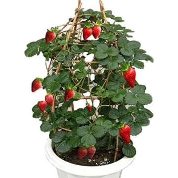 S-pone 250+ Red Climbing Strawberry Seeds Everbearing Fruit Plant Home Garden Sweet and Delicious