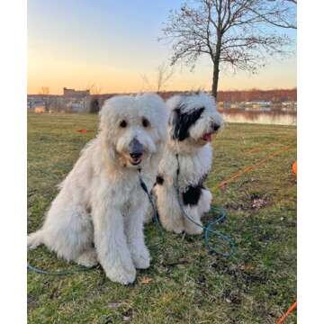 Mycicy Long Rope Leash for Dog Training 12, 15, 22, 30, 50, 75, 100ft Check Cord Recall Agility Lead Tie Out Dog Line for Small Medium Dogs, Great for Outdoor, Camping, or Backyard (30 feet)