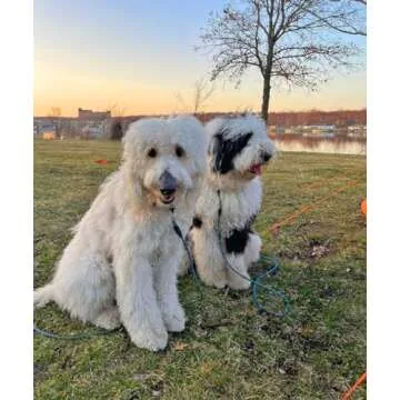 Mycicy Long Rope Leash for Dog Training 12, 15, 22, 30, 50, 75, 100ft Check Cord Recall Agility Lead Tie Out Dog Line for Small Medium Dogs, Great for Outdoor, Camping, or Backyard (30 feet)