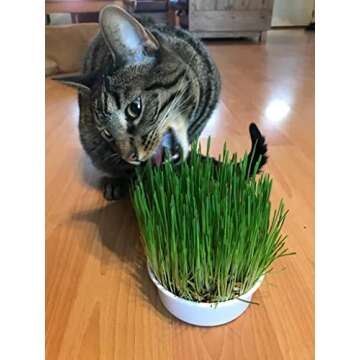 Van Ness Pureness Oat Garden Kit, 1-Ounce, Greens