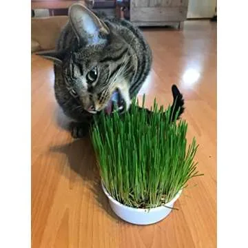 Van Ness Pureness Oat Garden Kit, 1-Ounce, Greens