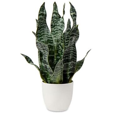 Hollyone Faux Snake Plant for Home and Office Decor