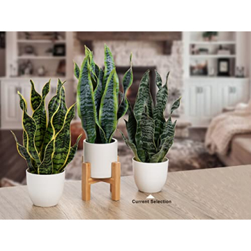 Hollyone Faux Snake Plant for Home and Office Decor
