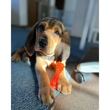 Nylabone Freezer Toy for Teething Puppies - Lamb & Apple Flavor