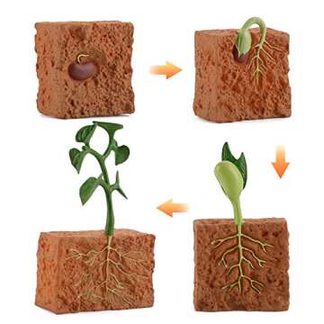 helegeSONG 4Pcs Life Cycle of a Green Plant Grown Lifelike Plants Educational Toy PVC Plant Growth Cycle Fake Plant Toy for Kids Teaching Tool Green
