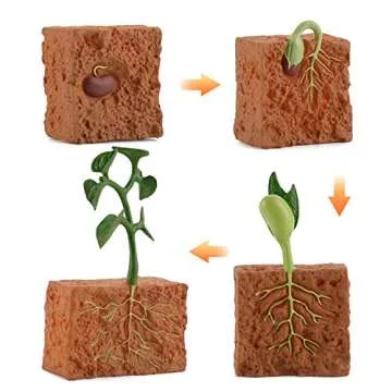 helegeSONG 4Pcs Life Cycle of a Green Plant Grown Lifelike Plants Educational Toy PVC Plant Growth Cycle Fake Plant Toy for Kids Teaching Tool Green