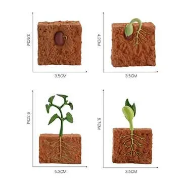 helegeSONG 4Pcs Life Cycle of a Green Plant Grown Lifelike Plants Educational Toy PVC Plant Growth Cycle Fake Plant Toy for Kids Teaching Tool Green
