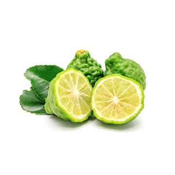 100% Pure Organic Bergamot Essential Oil 10ml - Aromatherapy