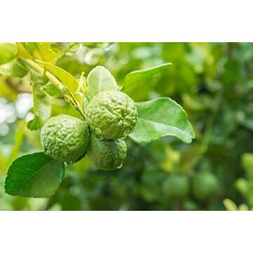 100% Pure Organic Bergamot Essential Oil 10ml - Aromatherapy