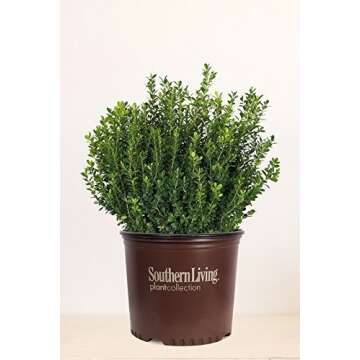 Southern Living Baby Gem Boxwood (Hedge, Bush, Green Foliage) (Cant Ship TN), 2 Gallon