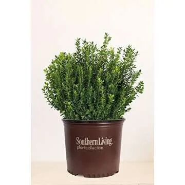 Southern Living Baby Gem Boxwood (Hedge, Bush, Green Foliage) (Cant Ship TN), 2 Gallon