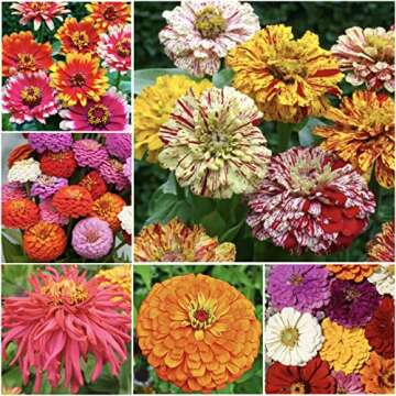 Seed Needs 1,000+ Crazy Zinnia Flower Seeds - Specialty Blend (Zinnia Elegans) Open Pollinated Pure Live Seed No Filler- 15+ Varieties That Include California Giants, Candystripe, Statefair! - Bulk