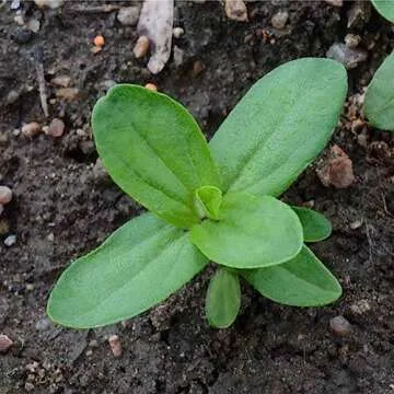 Seed Needs 1,000+ Crazy Zinnia Flower Seeds - Specialty Blend (Zinnia Elegans) Open Pollinated Pure Live Seed No Filler- 15+ Varieties That Include California Giants, Candystripe, Statefair! - Bulk