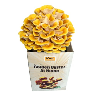 Golden Oyster Mushroom Grow Kit - Grow Your Own Mushrooms
