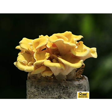 Golden Oyster Mushroom Grow Kit - Grow Your Own Mushrooms