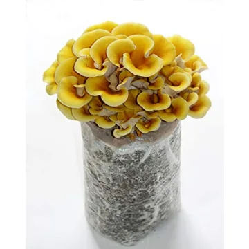 Golden Oyster Mushroom Grow Kit - Grow Your Own Mushrooms