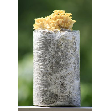 Golden Oyster Mushroom Grow Kit - Grow Your Own Mushrooms