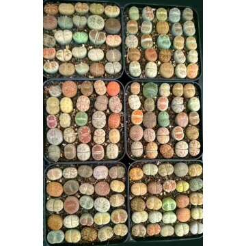 Lithops Seeds & Germination Kit - 25 High Germination Seeds