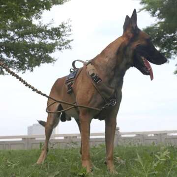 ICEFANG GN8 Tactical Dog Harness with 4X Metal Buckles for Large Sized Dogs,Reflective in Training Walking K9 Vest,No-Pull Front Leash Clip,Adjustable Pet Harness (Brown, Large (Pack of 1))